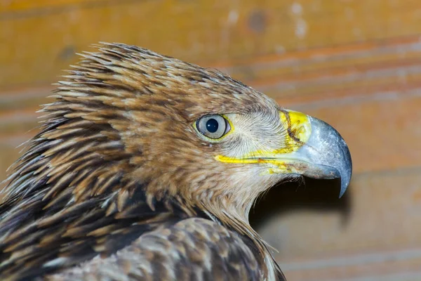 Águila Imperial Oriental Nombre Científico Aquila Heliaca — Foto de Stock