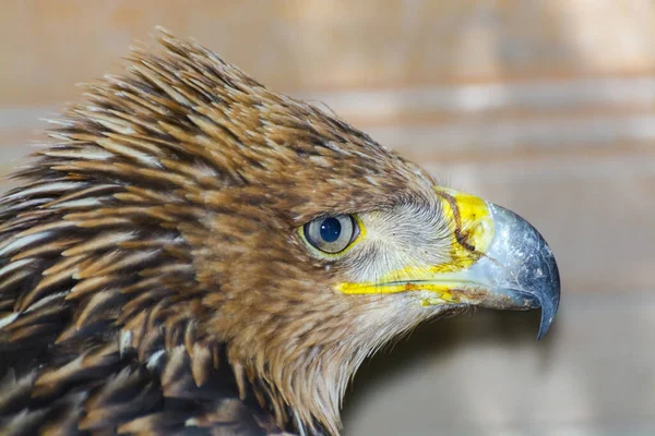 Eastern Imperial Eagle Its Scientific Name Aquila Heliaca — Stock Photo, Image