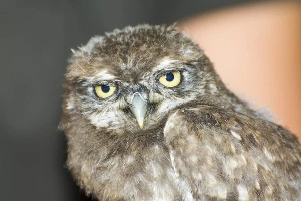 Little Owl Its Scientific Nam Athene Noctua — Stock Photo, Image