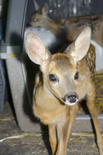 Roe Deer Fawn Its Scientific Name Capreolus Capreolus — Stock Photo, Image