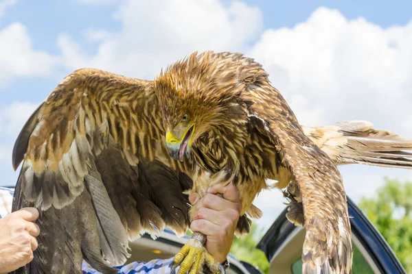 Eastern imperial eagle in hand in a wildlife rescue center — Stock Photo, Image