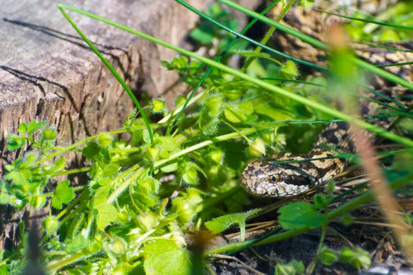 Maďarská louka zmije v trávě na jaře — Stock fotografie