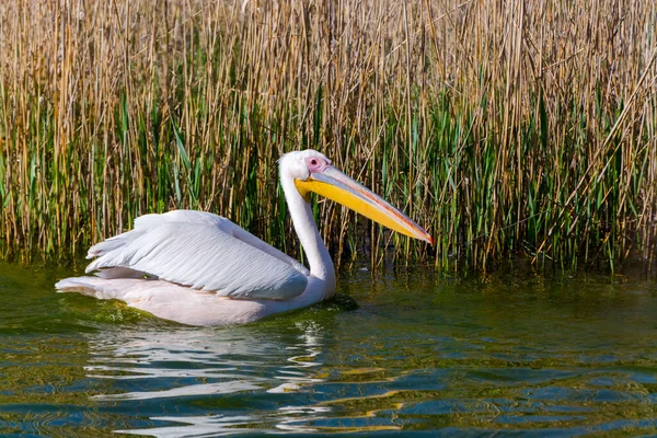 Great white pelican is swimming in a pond — Stock Photo, Image