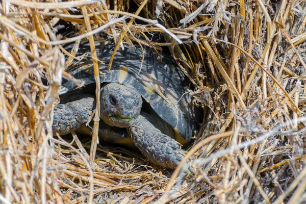 Hermanns sköldpadda kommer ut från övervintringshem — Stockfoto