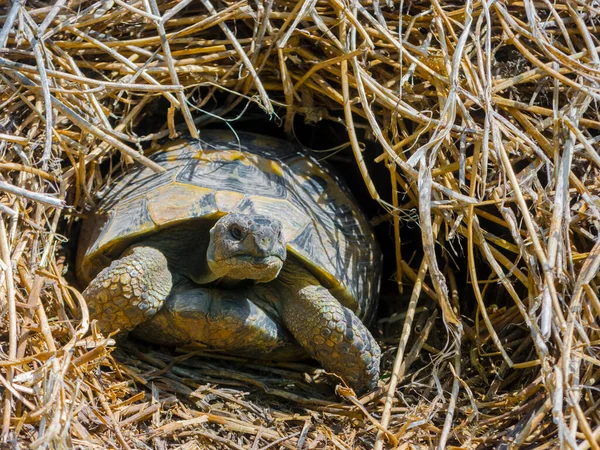 Greek tortoise comes out from wintering in April — Stock Photo, Image