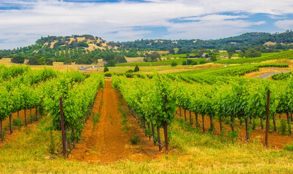 Filas de viñas de uva en el valle de los viñedos — Foto de Stock