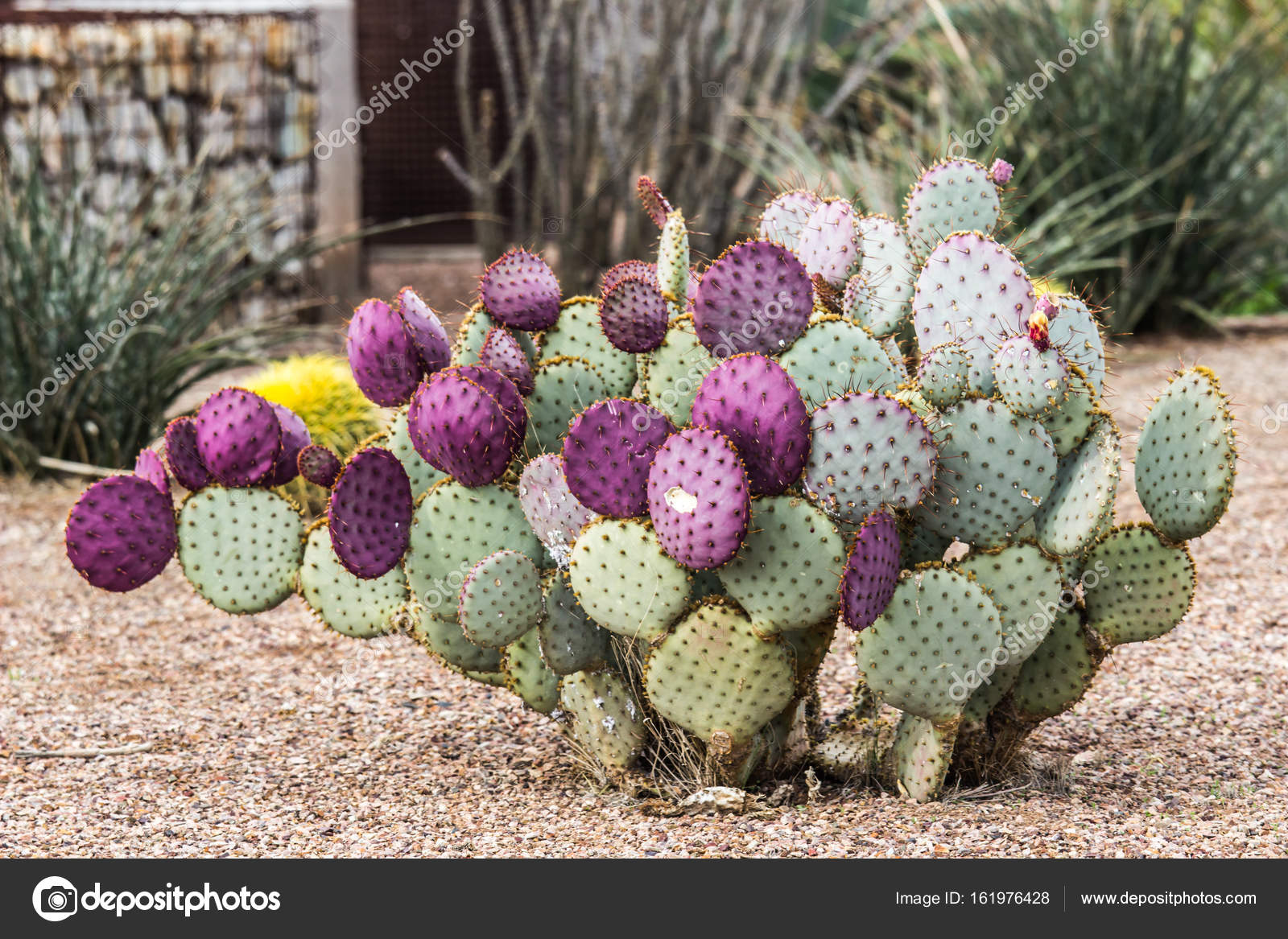 Purple Prickly Pear Cactus Arizona Stock Photo C Weezybob5 161976428
