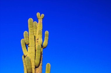 Büyük Saguaro kaktüsü çerçeveli Arizona karşı mavi gökyüzü