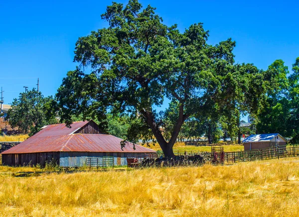 Ancienne Grange Bois Étain Sous Chêne — Photo