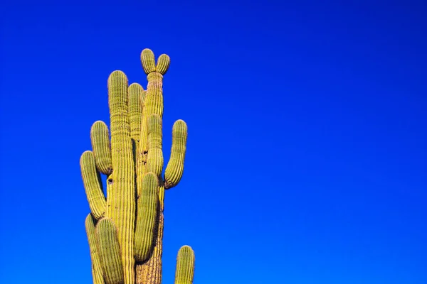 Cactus Saguaro Grande Enmarcado Contra Arizona Blue Sky — Foto de Stock