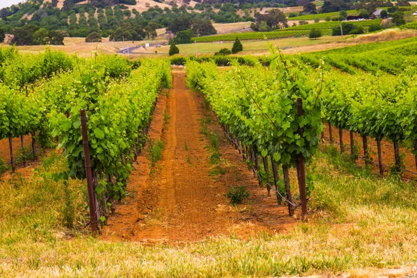 Rows Of Grape Vines — Stock Photo, Image