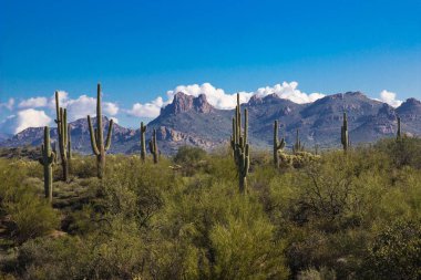Saguaro kaktüsü mavi gökyüzü ve dağlar karşı Arizona Çölü'nde