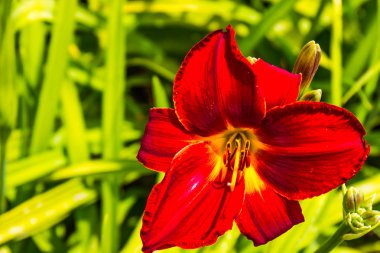 Kırmızı gün Lily yakın çekim