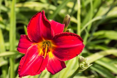 Kırmızı ve sarı gün Lily yakın çekim