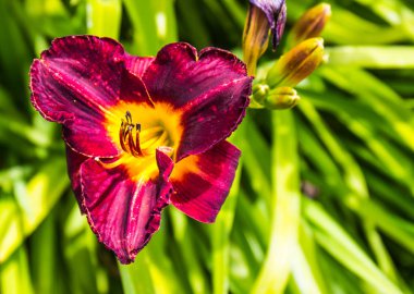 Mor ve sarı gün Lily