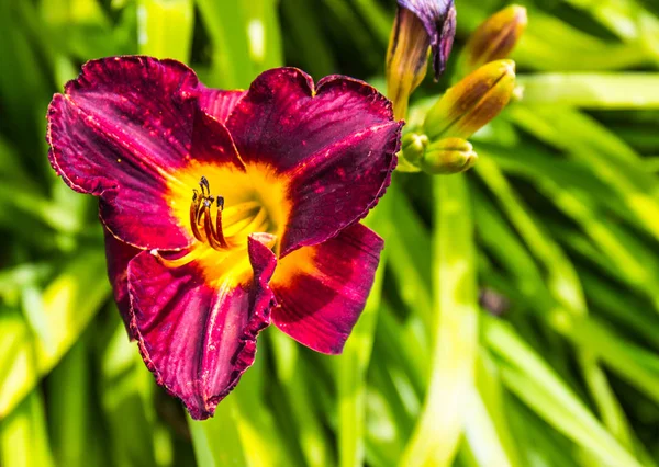 Mor ve sarı gün Lily