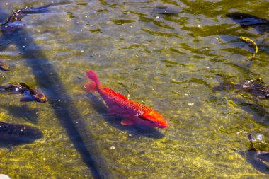 Variety Of Fish In Shallow Pond