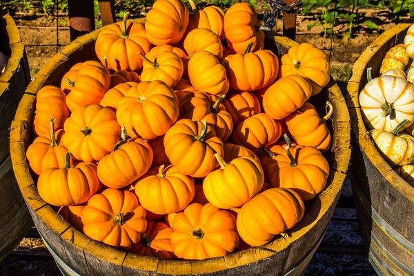 Mini Calabaza Naranja Calabaza Barril — Foto de Stock