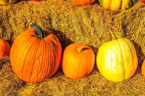 Calabazas y Squash en exhibición — Foto de Stock