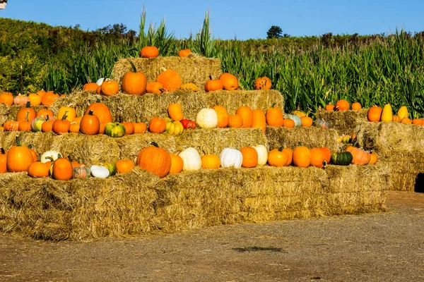 Heno balas con calabaza y calabazas para Halloween —  Fotos de Stock