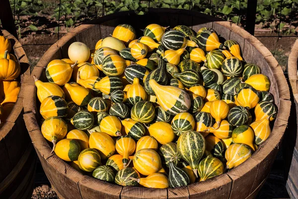 Pear Shaped Squash For Halloween