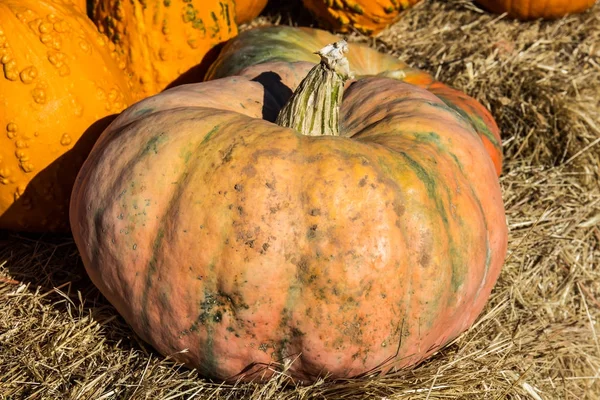Cadılar Bayramı için büyük Squash