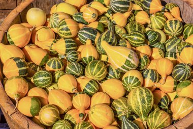 Armut biçimli Squash Cadılar Bayramı için