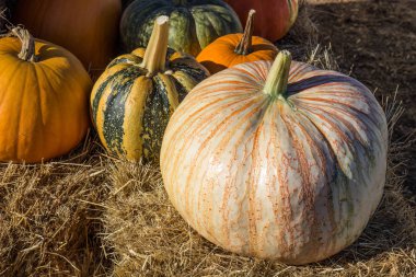 Benzersiz turuncu ve beyaz kabak kabak