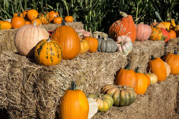 ハロウィーン カボチャ 干し草の俵にカボチャのさまざまな — ストック写真