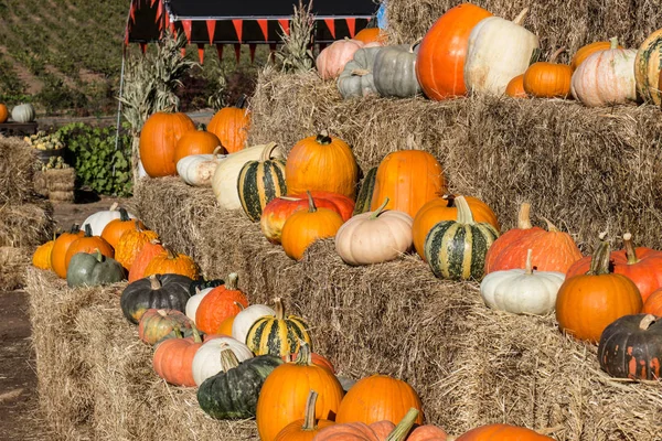 Cadılar Bayramı Squash ve kabaklar ekranda