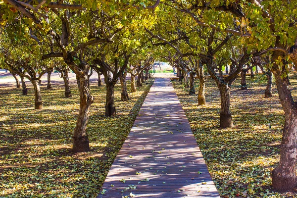 Kırmızı ahşap geçit aracılığıyla ağaçlar Grove