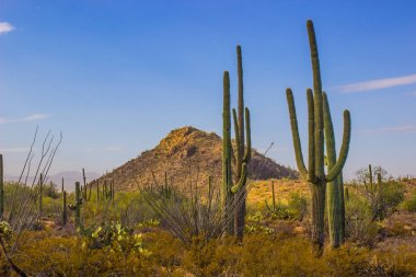 Arizona çölünde Saguaro kaktüsü