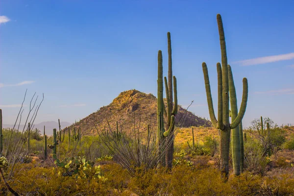 Arizona çölünde Saguaro kaktüsü