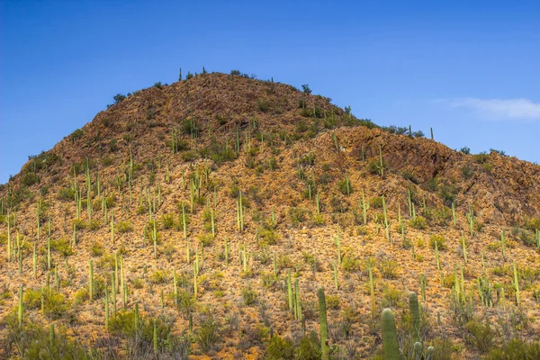 Кактус Сагуаро на стороне холма в пустыне — стоковое фото