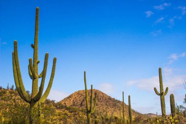 Çölden yükselen saguaro kaktüsü