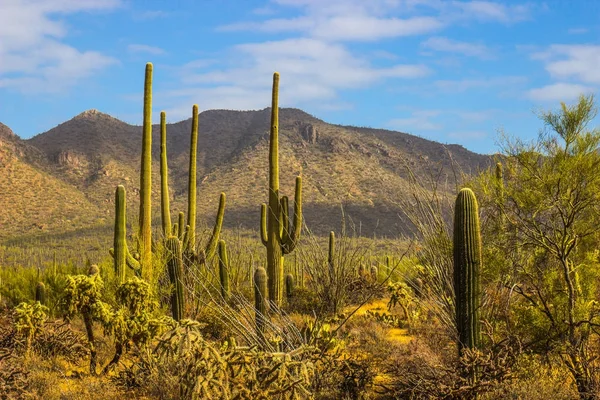 Saguaro Cactus In Arizona Desert In Late Afternoon