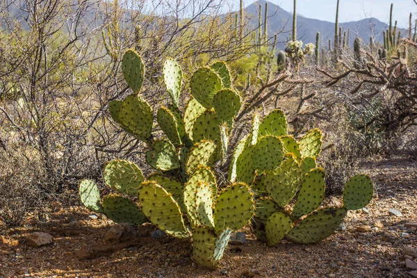 Prickly Pear Cactus In Arizona Desert