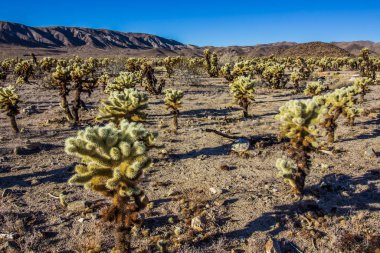 Yüksek Çölde Sabahın erken saatlerinde Cholla Kaktüsü