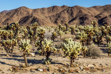 Sabahın erken saatlerinde Cholla Sıçrayan Kaktüs Tarlası