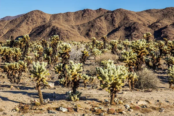 Sabahın erken saatlerinde Cholla Sıçrayan Kaktüs Tarlası
