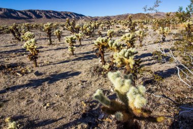 Cholla Kaktüsüyle Yüksek Çölde Sabah