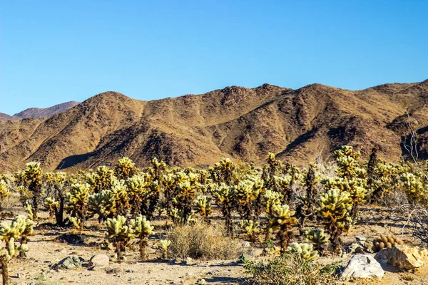 Feld springender Kakteen (Cholla) am Fuße der Berge — Stockfoto