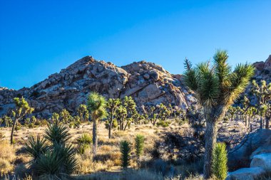 Sabahın erken saatlerinde Yucca Ağaçları Gün Işığı