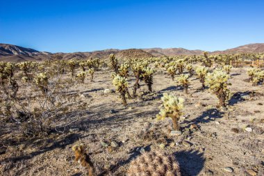 Cholla Zıplayan Kaktüs Tarlası 