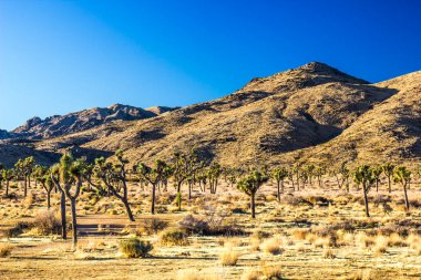 Sabahın erken saatlerinde Yucca Ağaçları.