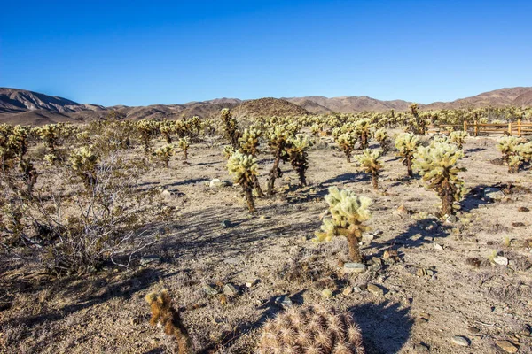 Feld von Cholla-springenden Kakteen — Stockfoto