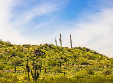 Üç Saguaro Kaktüsü Tepenin Üzerinde