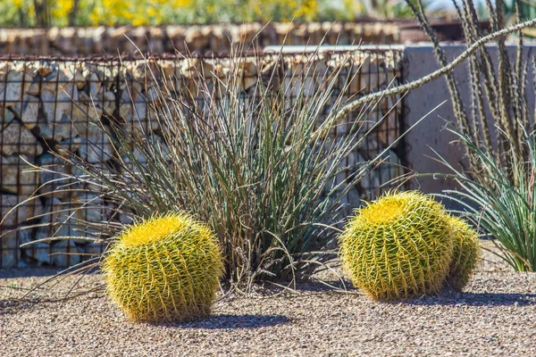 Cactus Barril Pequeño Con Barbas Parque Del Desierto —  Fotos de Stock