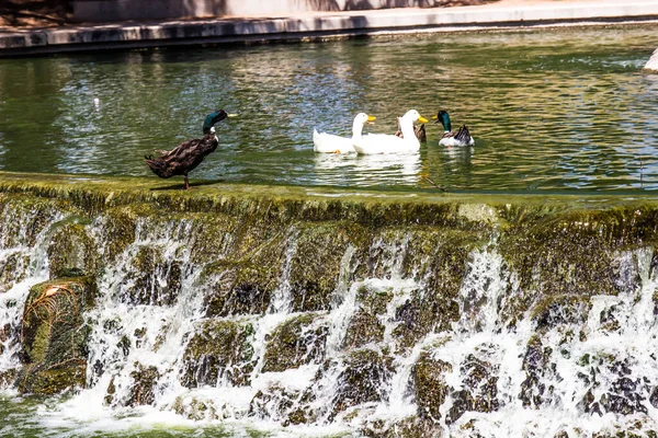 Mallards Patos Lagoa Pública Com Cachoeira — Fotografia de Stock