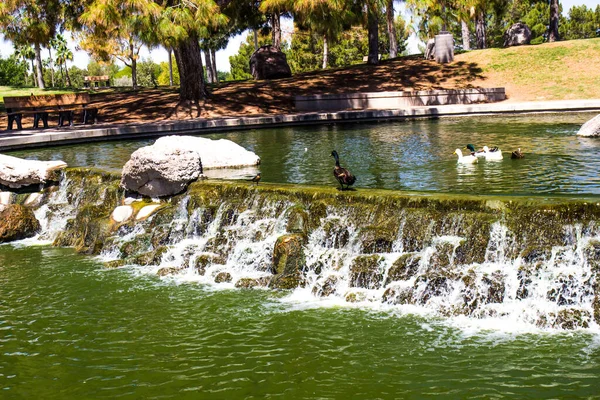 アヒルと滝のある公園の池 — ストック写真